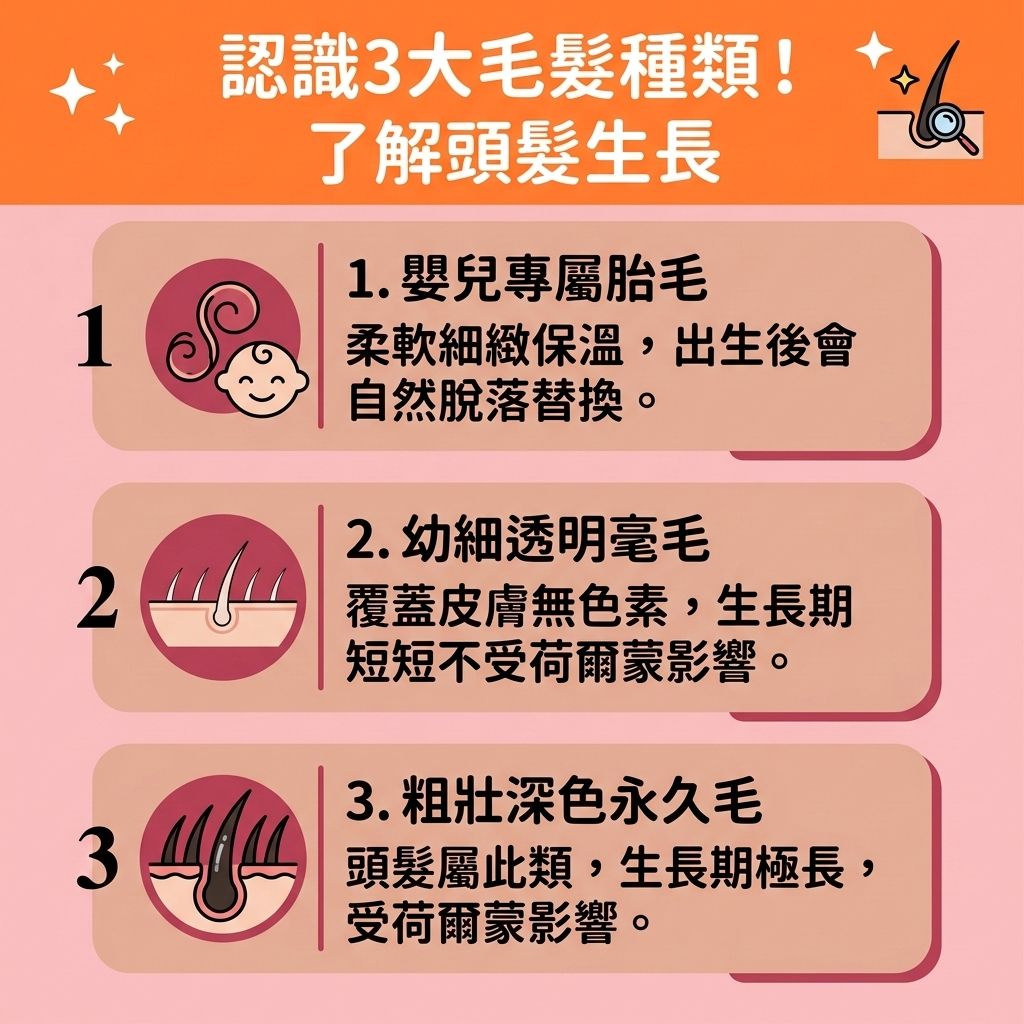 這是一張 1:1 正方形的可愛扁平化向量醫美資訊圖表,採用台灣健康部落格風格,介紹人體毛髮種類與【預防脫髮方法】。圖表解析了屬於「永久毛」的頭髮特性。當【頭皮】的【皮脂腺】異常,或受【荷爾蒙】轉化的【雙氫睪酮】過度刺激時,會縮短頭髮的【生長週期】,引發【雄性禿】與嚴重的【脫髮】危機,導致患者急需【解決前額脫髮】及【改善髮線後移】。
為求【調理頭皮健康】與【改善頭皮環境】,圖表建議定期進行【頭皮深層清潔】,並挑選合適的【防脫髮洗髮露】。日常需【補充頭髮營養】,攝取充足的【蛋白質】、【維他命】、【鐵質】、【鋅質】與【生物素】,這些營養能幫助身體合成【角蛋白】與【膠原蛋白】,進而【滋養脆弱髮絲】並【強健脆弱髮根】。
維持良好的【血液循環】能【改善頭皮血液循環】,幫助【延緩毛囊萎縮】並【激活休眠毛囊】。若想進一步【改善頭髮稀疏】、【增加頭髮密度】並【減少掉髮數量】,除了日常塗抹【生髮水】,也可考慮尋求【專業生髮療程】或【激光生髮】技術,以【刺激毛囊再生】、【延長生長週期】並【促進頭髮生長】,達成完美的【頭髮再生】。若【毛囊】已徹底壞死,則建議透過【植髮】手術來重拾濃密秀髮!